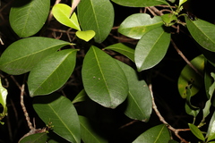 Acronychia imperforata