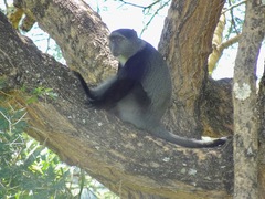 Cercopithecus mitis manyaraensis