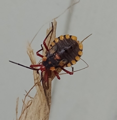 Spartocera