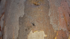 Evaniidae