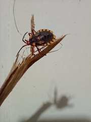 Spartocera