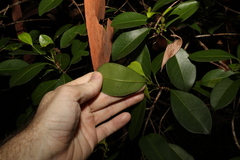 Acronychia imperforata