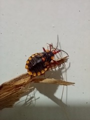 Spartocera