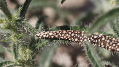 Johnstonella holoptera