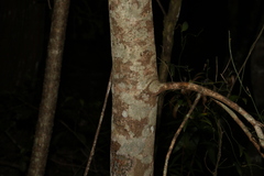 Acronychia imperforata