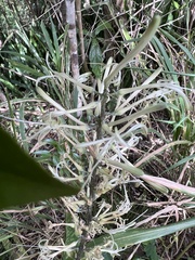 Sansevieria