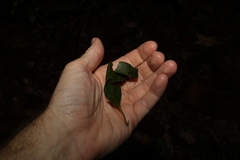 Acronychia imperforata