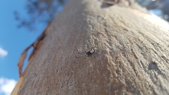 Evaniidae