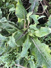 Lactuca virosa