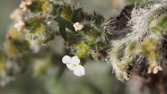Johnstonella holoptera