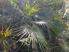 Coccothrinax