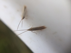 Coleophora versurella