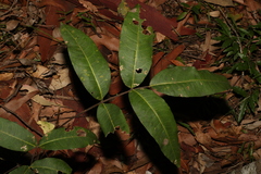Flindersia bennettii