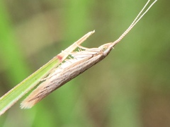 Coleophora versurella