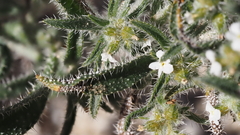 Johnstonella holoptera