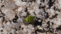 Johnstonella holoptera