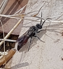 Pompiloidea