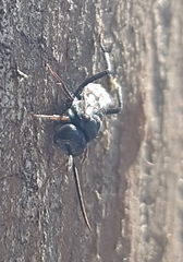 Evaniidae