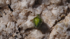 Johnstonella holoptera