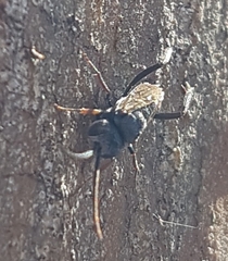 Evaniidae