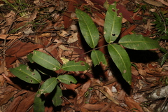 Flindersia bennettii