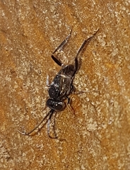 Evaniidae