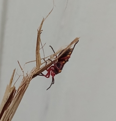 Spartocera