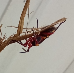 Spartocera