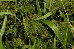 Cyperus prolifer