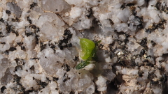 Johnstonella holoptera