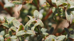 Chorizanthe corrugata