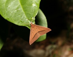 Epidesmia chilonaria