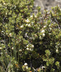 Gaultheria poeppigii