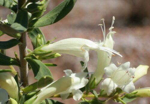 Common Emu Bush (Eremophila laanii)