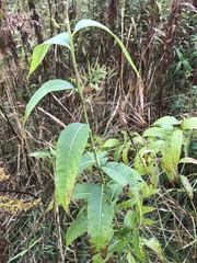 Amsonia tabernaemontana