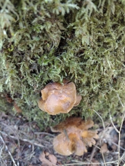 Kuehneromyces lignicola