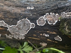 Peniophora albobadia