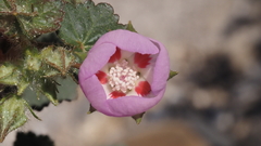 Eremalche rotundifolia