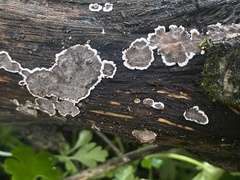 Peniophora albobadia