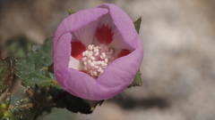 Eremalche rotundifolia