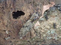 Cryptalaus nesiotes