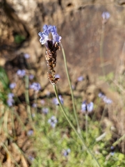Lavandula multifida