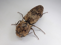 Cryptalaus nesiotes