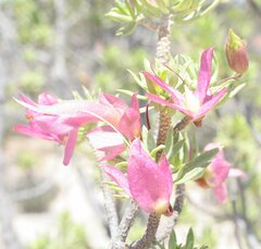 Eremophila miniata