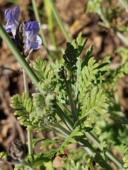 Lavandula multifida