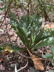 Anthurium crenatum