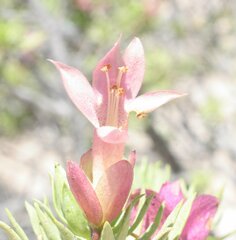 Eremophila miniata