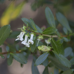 Escallonia leucantha