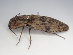 Cryptalaus nesiotes