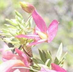 Eremophila miniata